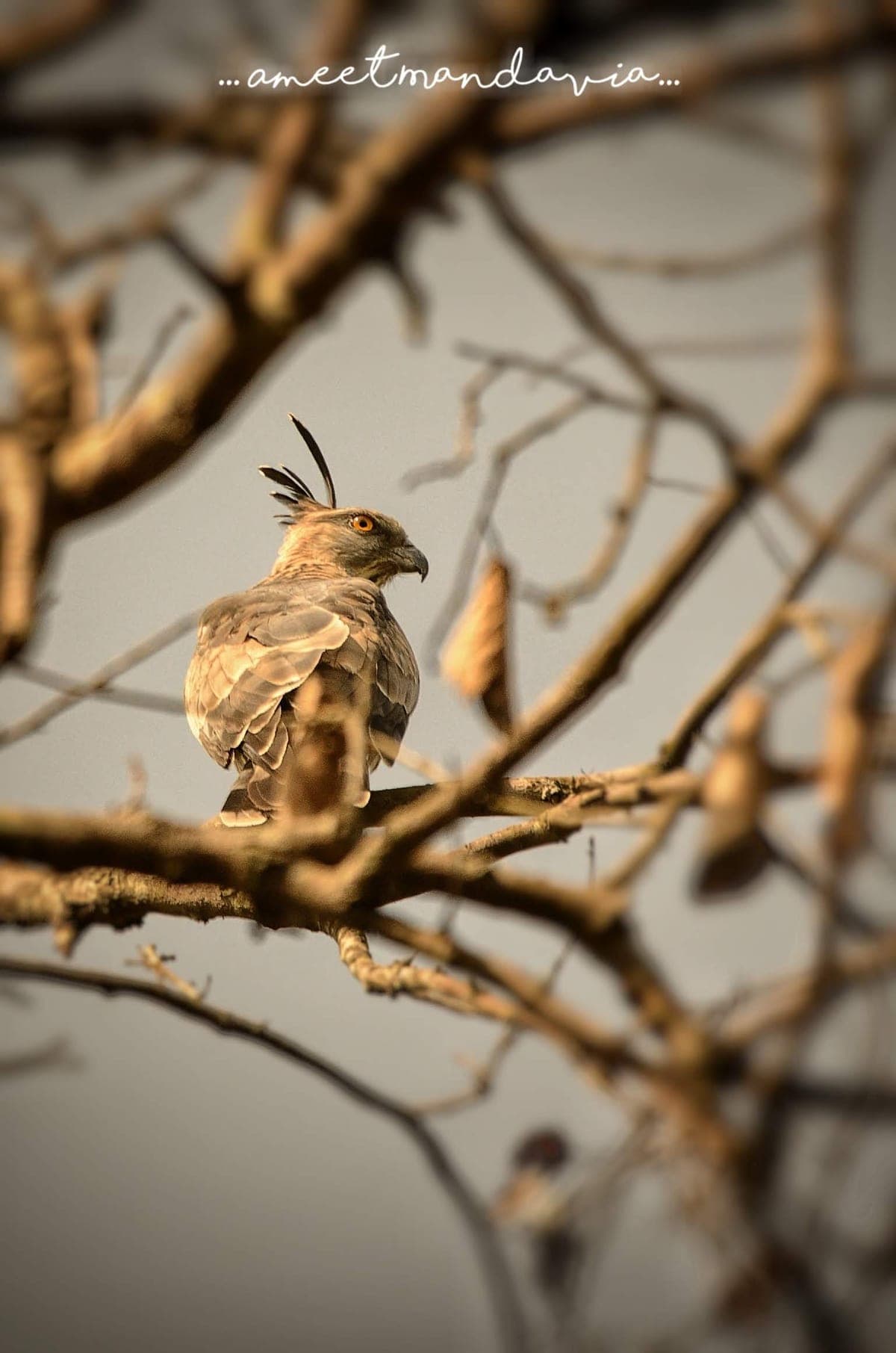 Black Baza