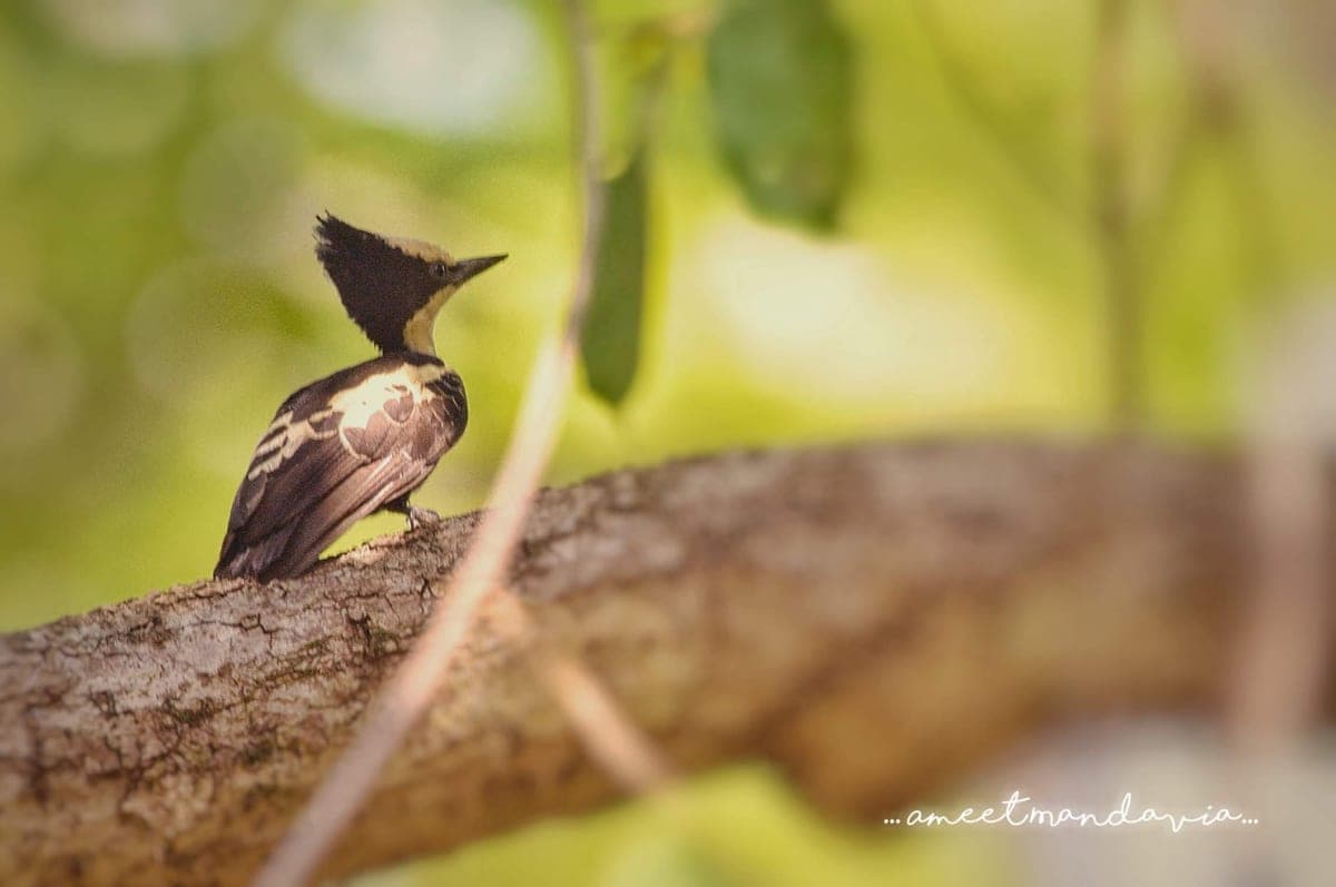 Heart-spotted Woodpecker