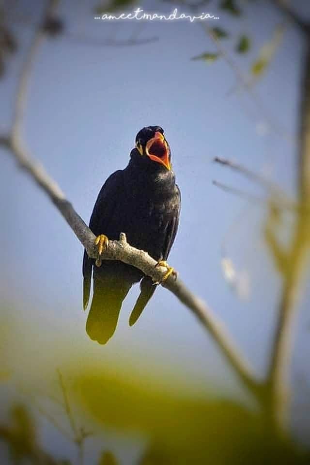 Bastar Hill Myna