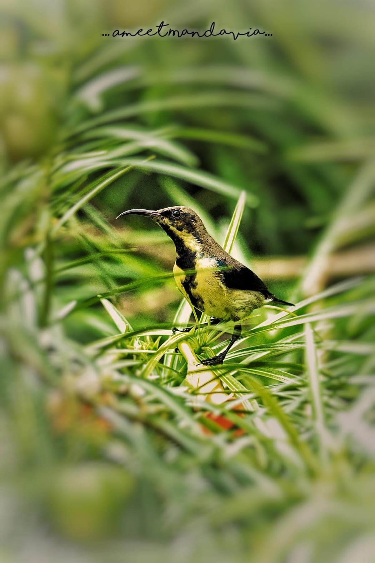 Little Spiderhunter