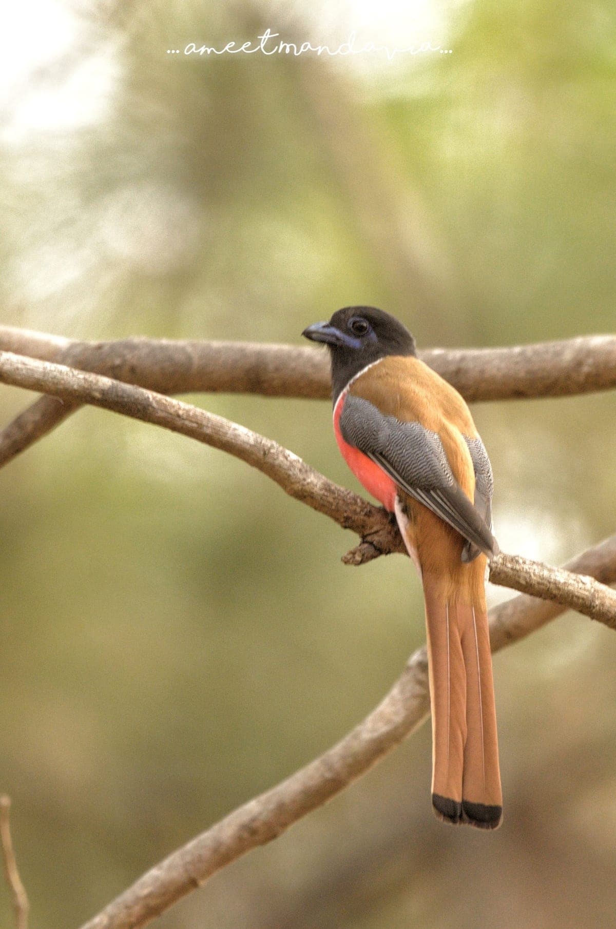 Malabar Trogon