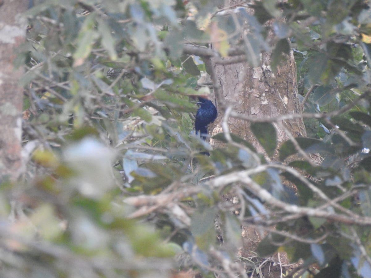 Greater Racket-tailed Drongo