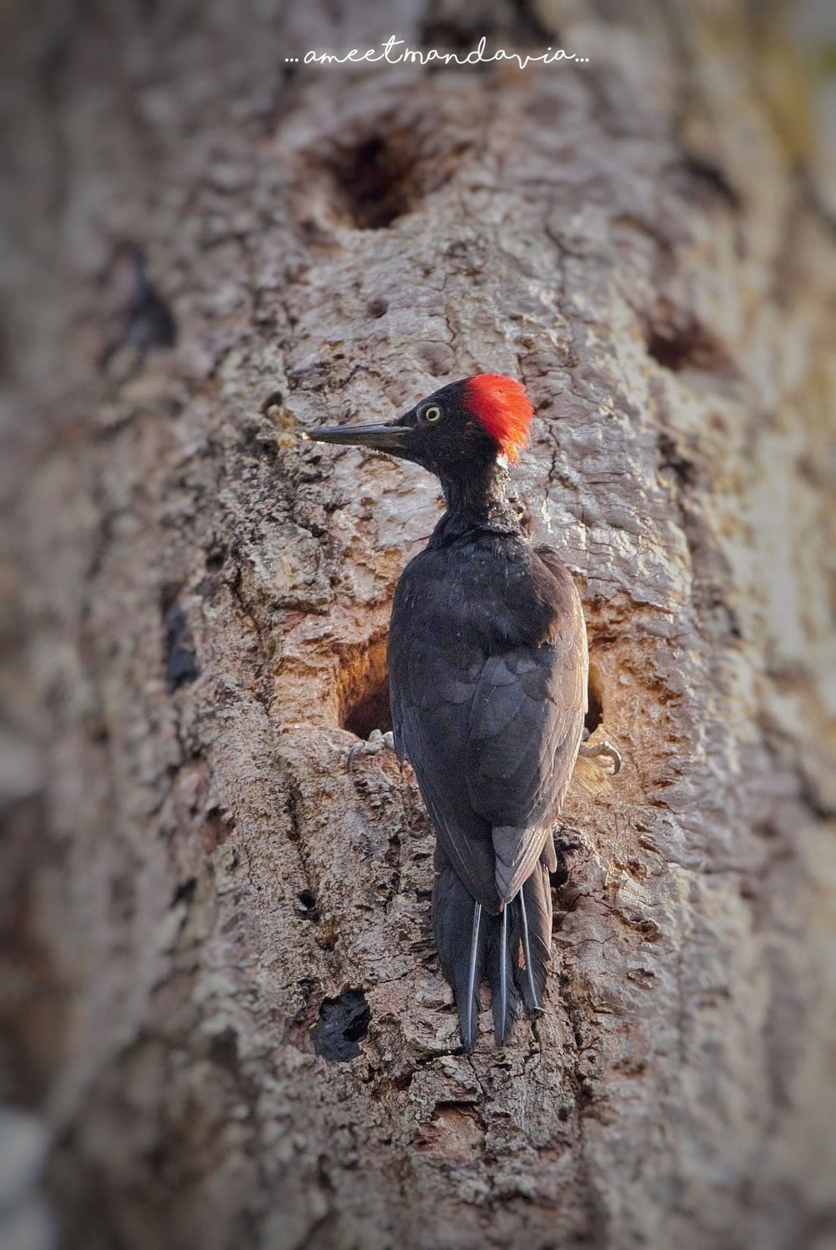 White-bellied Woodpecker